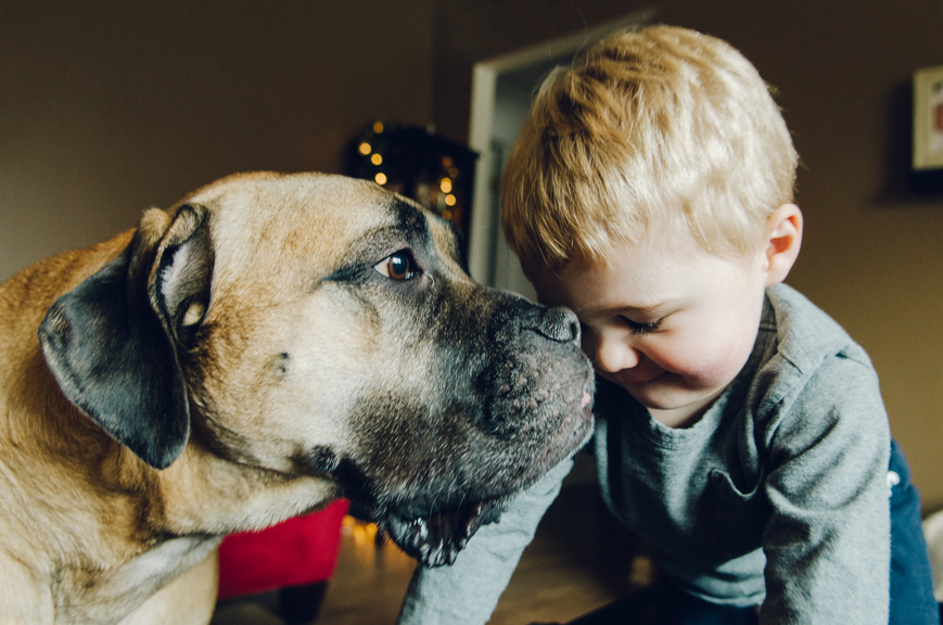 A playful little boy and a big, friendly dog, sharing a joyful moment