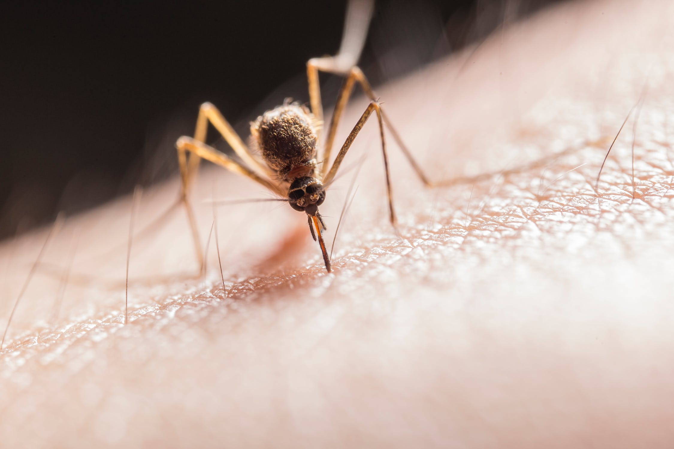 A tiny mosquito pierces human skin, drawing blood and potentially transmitting diseases.